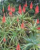 Aloe arborescens Photo: NR Crouch