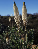 Plants in the Gifberg