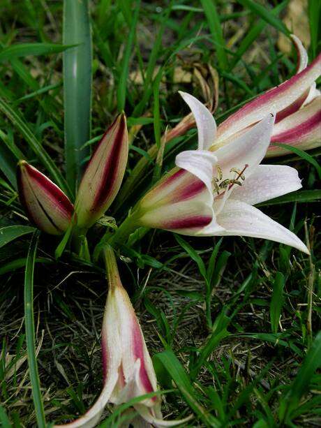 crinum plantzafrica