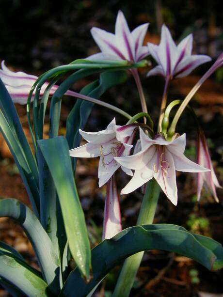 crinum plantzafrica