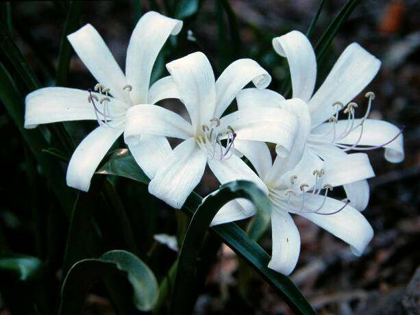 crinum plantzafrica