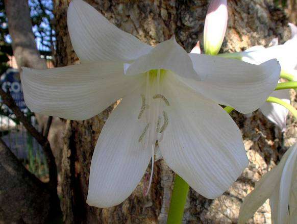 crinum plantzafrica