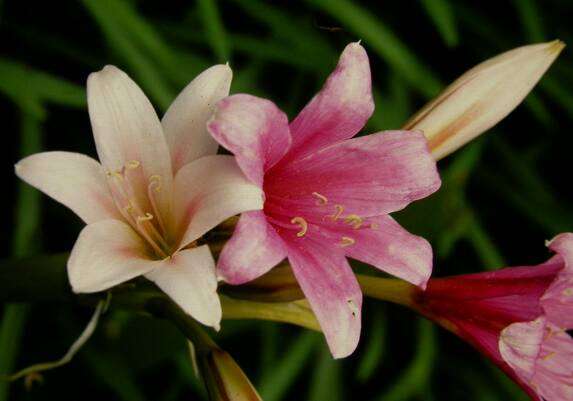 crinum plantzafrica