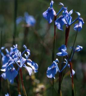  Moraea tripetala 