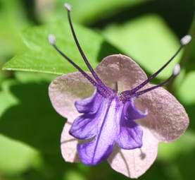 Karomia speciosa flower