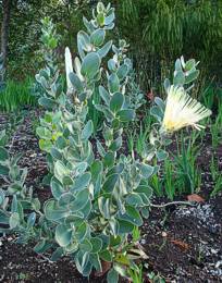 Protea aurea subsp. potbergensis young plant