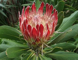 Protea obtusifolia