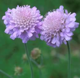 Scabiosa Africana Plantzafrica