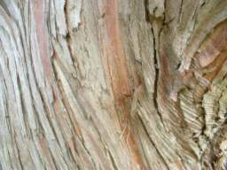  Bark