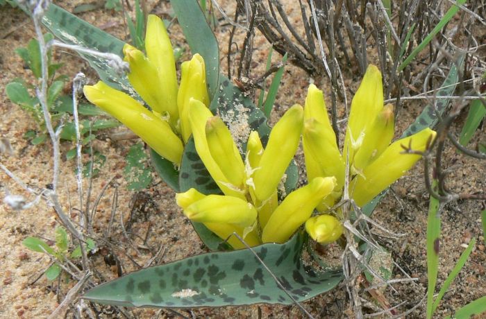 Lachenalia reflexa