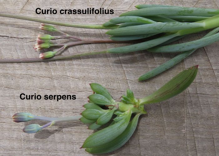 http://pza.sanbi.org/sites/default/files/images/plants/12279/Curio%20serpens%20Curio%20crassulifolis%20compared.jpg