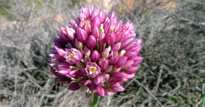 TÌNH YÊU CÂY CỎ ĐV 9 - Page 28 Allium%20synnotii%20f1%20flowerhead%20dark%20pink%20EVJ