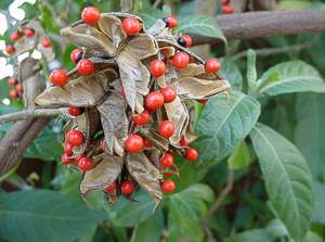 Abrus Precatorius Subsp Africanus Plantzafrica