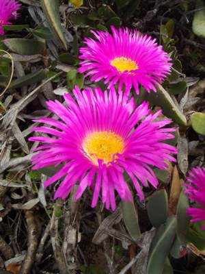 Bright flowers