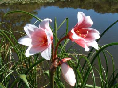 Crinum campanulatum | PlantZAfrica