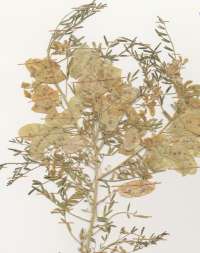 Herbarium specimen