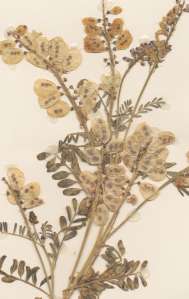 Herbarium Sheet