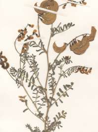 Herbarium Sheet