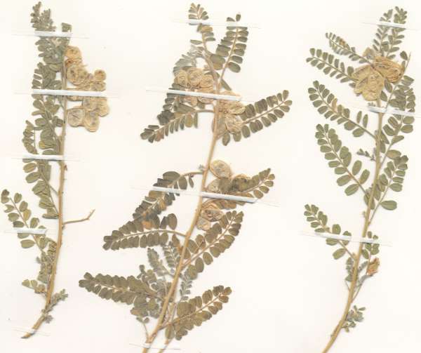 Herbarium specimen