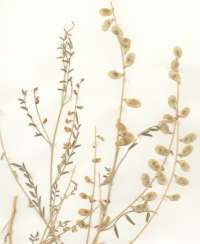 Herbarium sheet