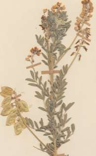 Herbarium specimen