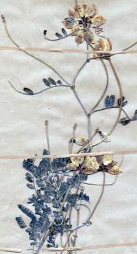 Herbarium  sheet