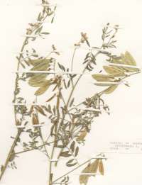 Herbarium sheet