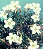 Oxalis versicolor