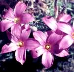 O.hirta