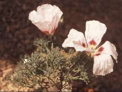 S. multifidum S. multifidum