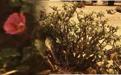 Composite image: S. mossamedense Composite image: S. mossamedense
