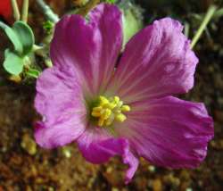 S. patersonii S. patersonii