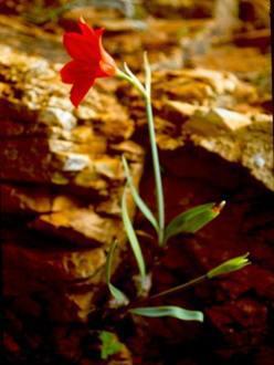 Cyrtanthus flammosus growing in habitat
