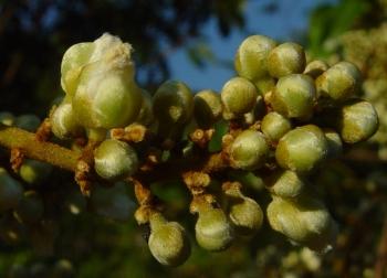 Deinbollia oblongifolia flowers (Geoff Nichols)