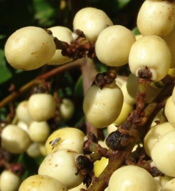 Deinbollia oblongifolia fruits (Geoff Nichols)