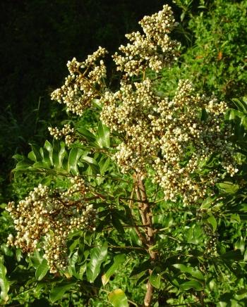 Deinbollia oblongifolia in flower (Geoff Nichols)
