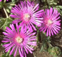 Delosperma cooperi