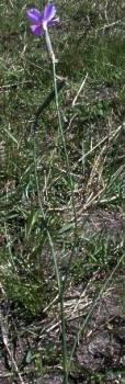 Dianthus zeyheri plant.