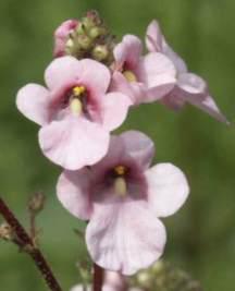 Close-up of flowers