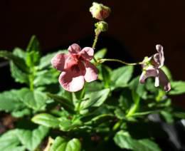 Diascia vigilis plant
