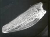 Scanning electron microscope image of ray cypela