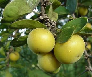 african fruit trees