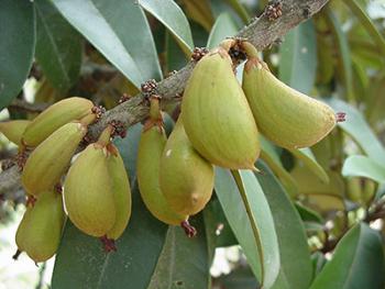 african fruit trees