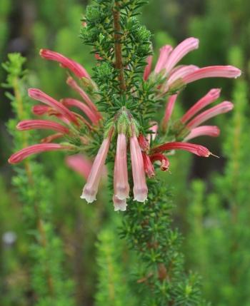 Erica glandulosa subsp. glandulosa 