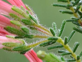 Glandular hairs