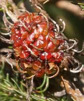 Erica sessiliflora red fruiting bodies
