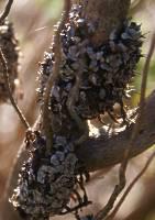 Erica sessiliflora old fruiting bodies