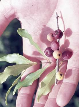 Euclea divinorum fruit.  Image Geoff Nichols