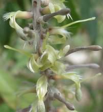 Close-up image of flowers by Geoff Nichols