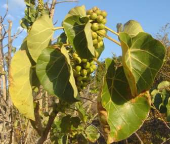 African Rock Fig Fresh Seeds Rock Splitting Tree